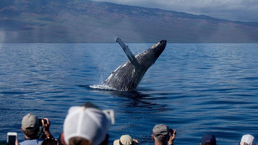 Maui Premium Sunset Dinner and Whale Cruise