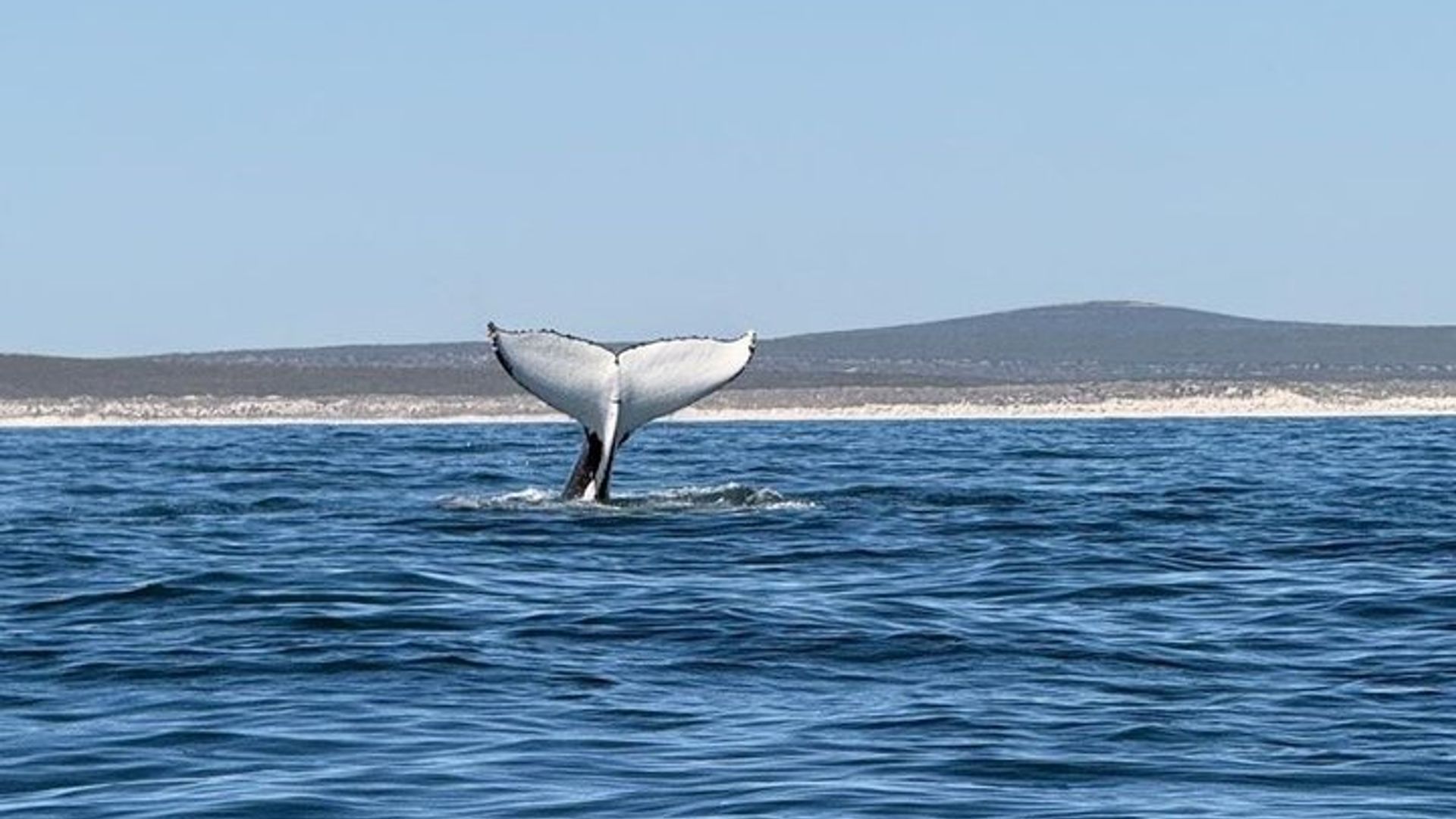 Avistamiento de ballenas en Hermanus