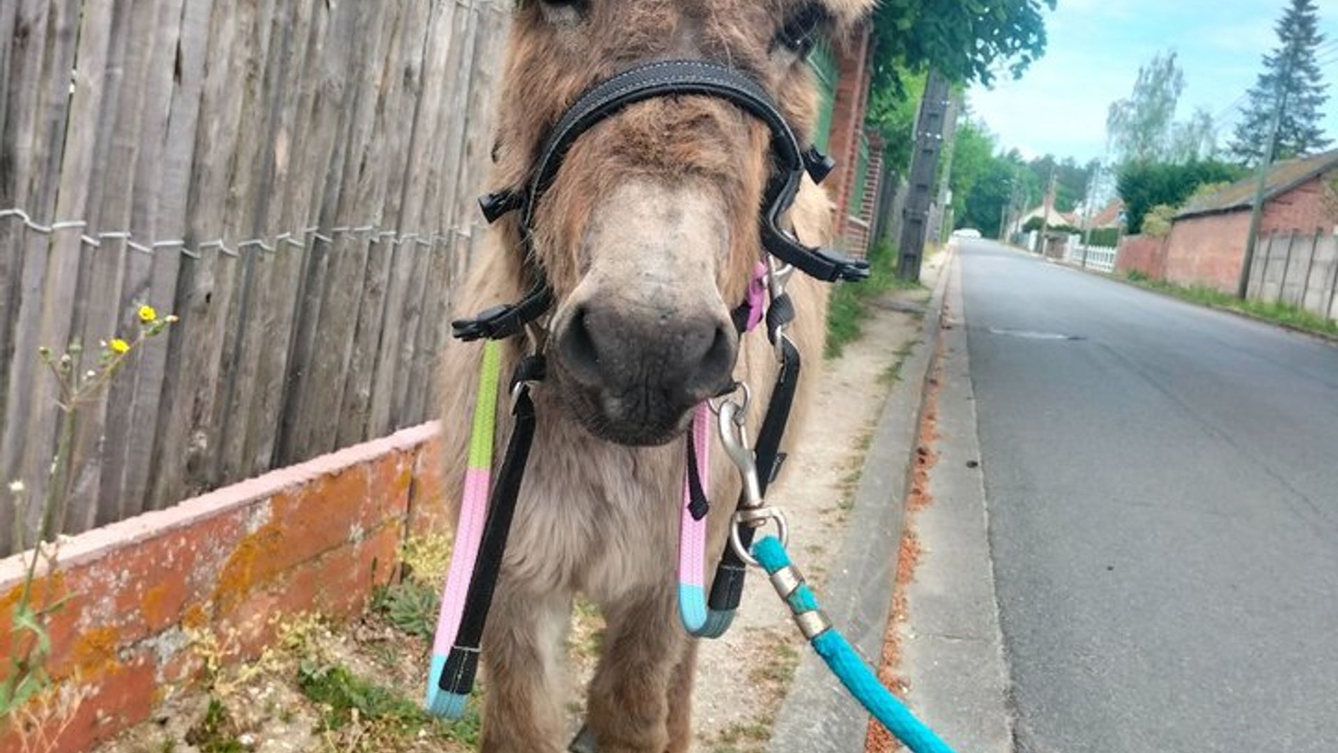 Donkey rides on foot