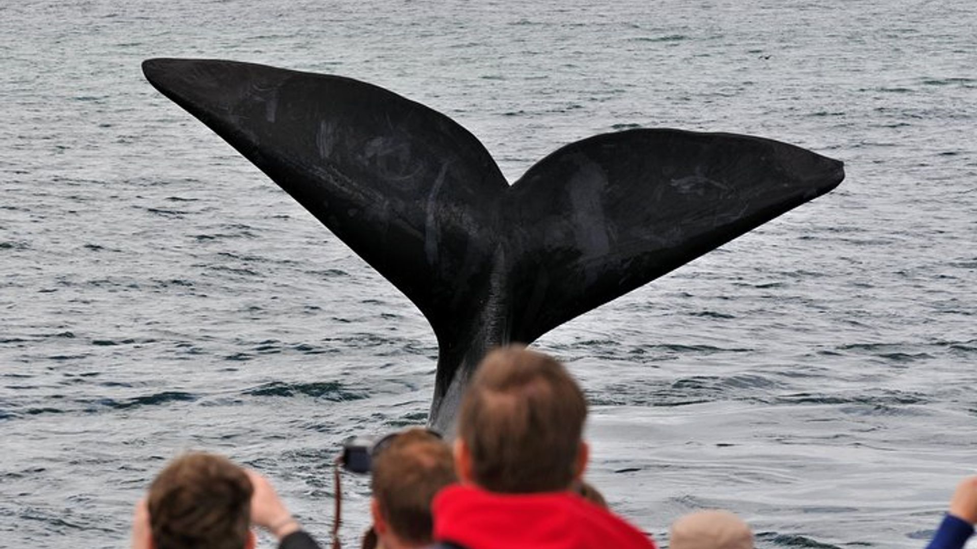 Excursión en bote para avistamiento de ballenas de Ciudad del Cabo a Hermanus con traslados