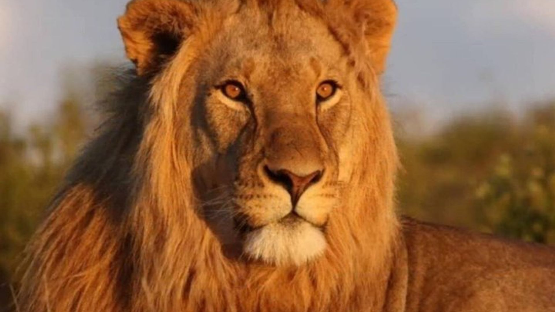 Safari de 9 jours du Cap à Durban et Garden Route