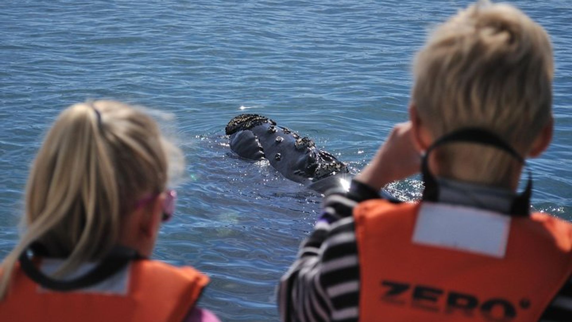 Hermanus Whale Watching and Wine: Private Tour from Cape Town