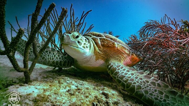 Cozumel Island: Private Scuba Diving Day Tour from Playa del Carmen