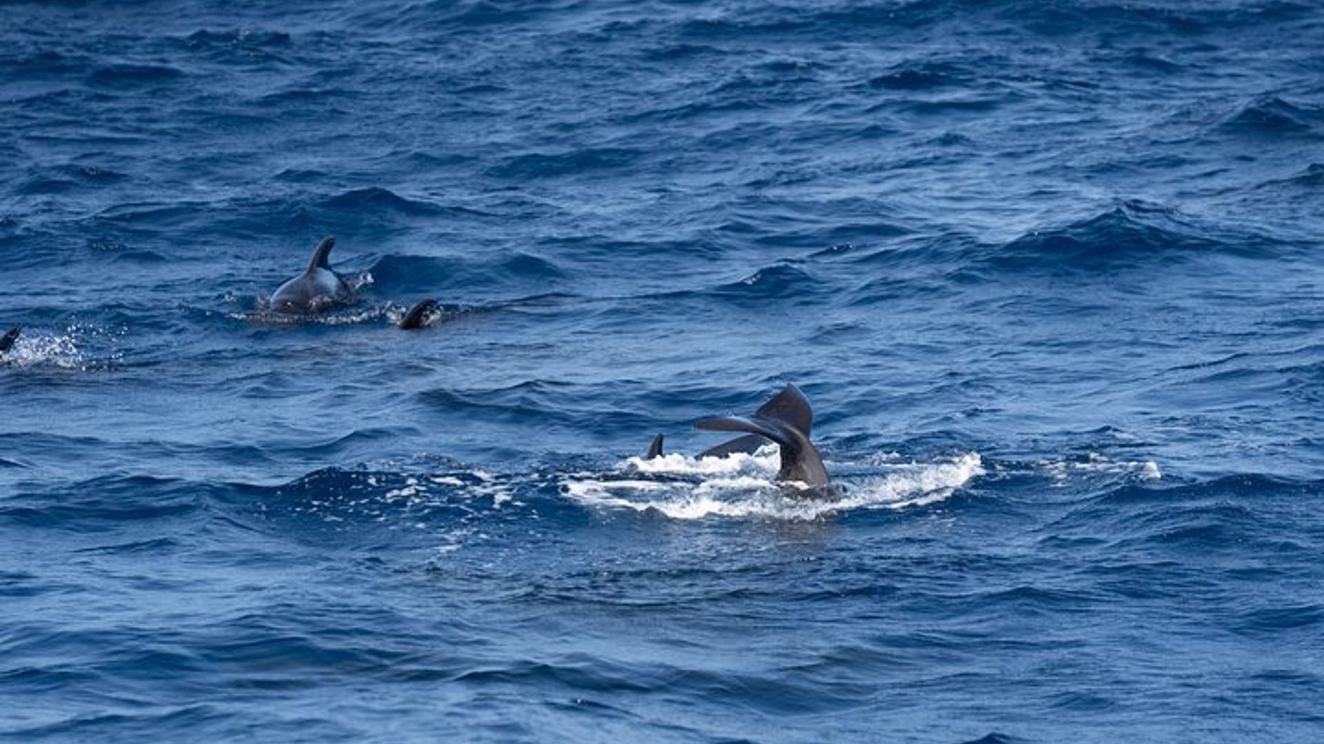 Paseo en velero de medio día para grupos pequeños en Santa María