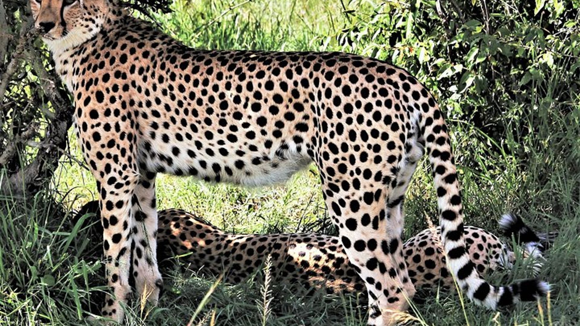 2 Days Tsavo East National Park Tour From Mombasa/Diani (1 Night)