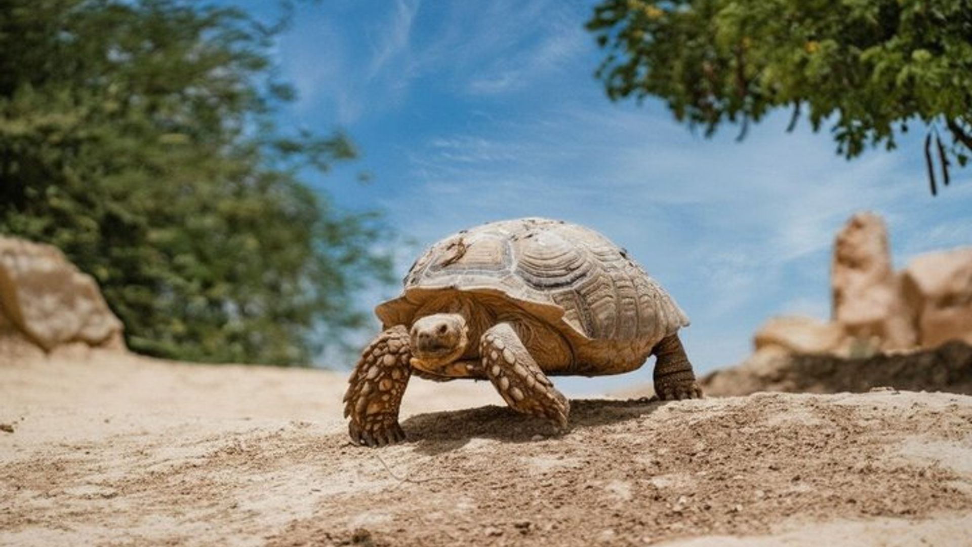 Visite du parc aux crocodiles d'Agadir avec billets et transport
