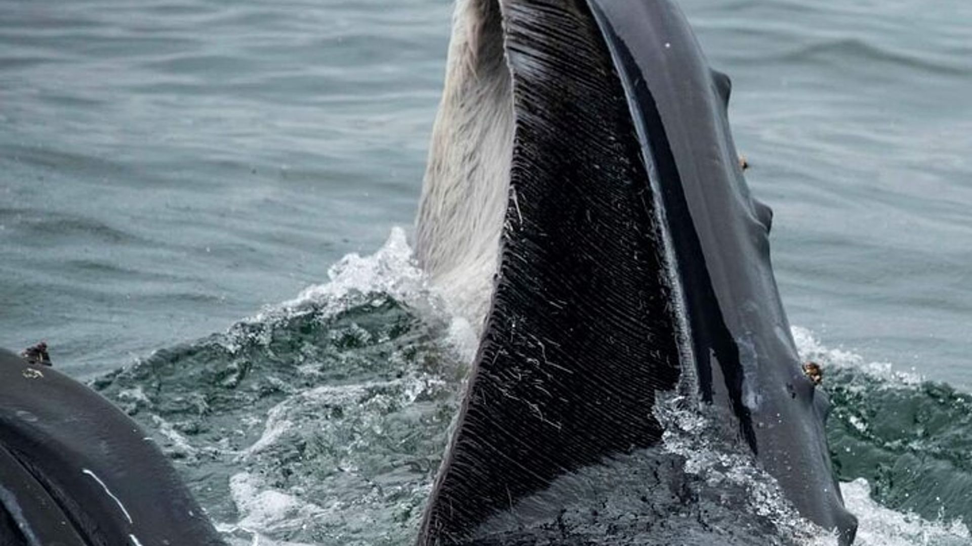 Avistamiento de ballenas en Hermanus