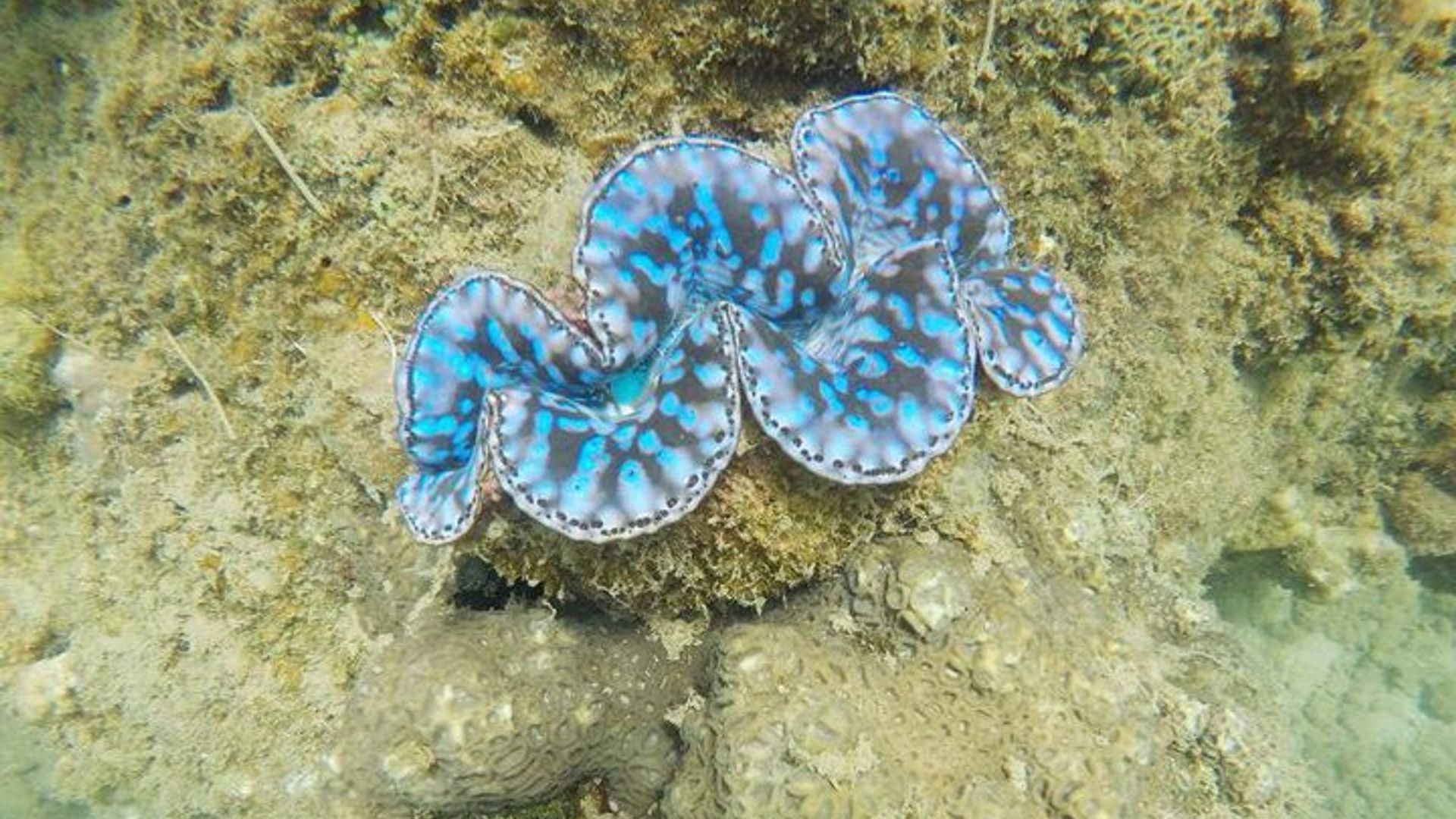 Cham Islands Snorkeling Tour by Wooden Boat from Hoi An