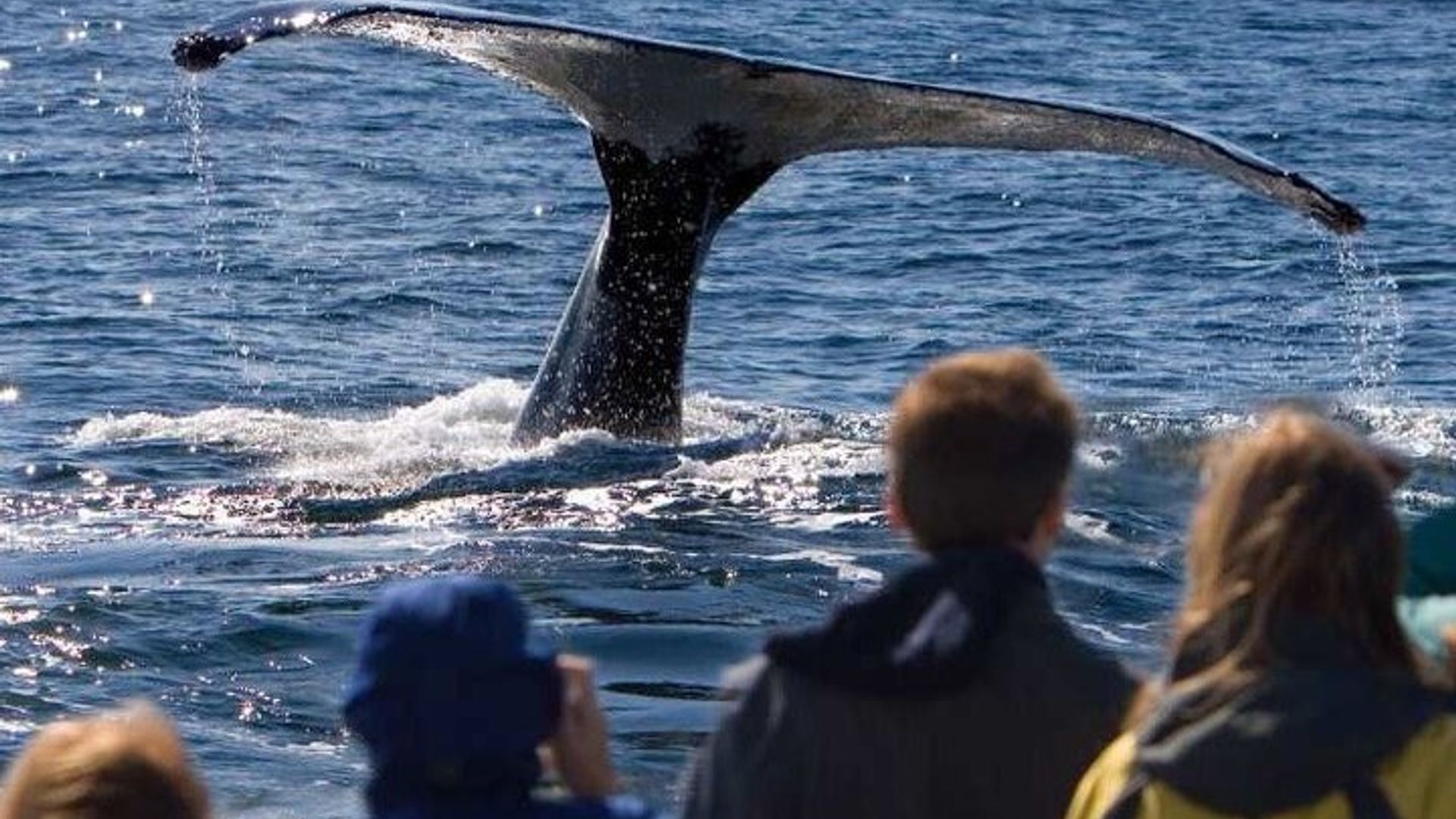 Excursión en barco de avistamiento de ballenas Hermanus desde Ciudad del Cabo
