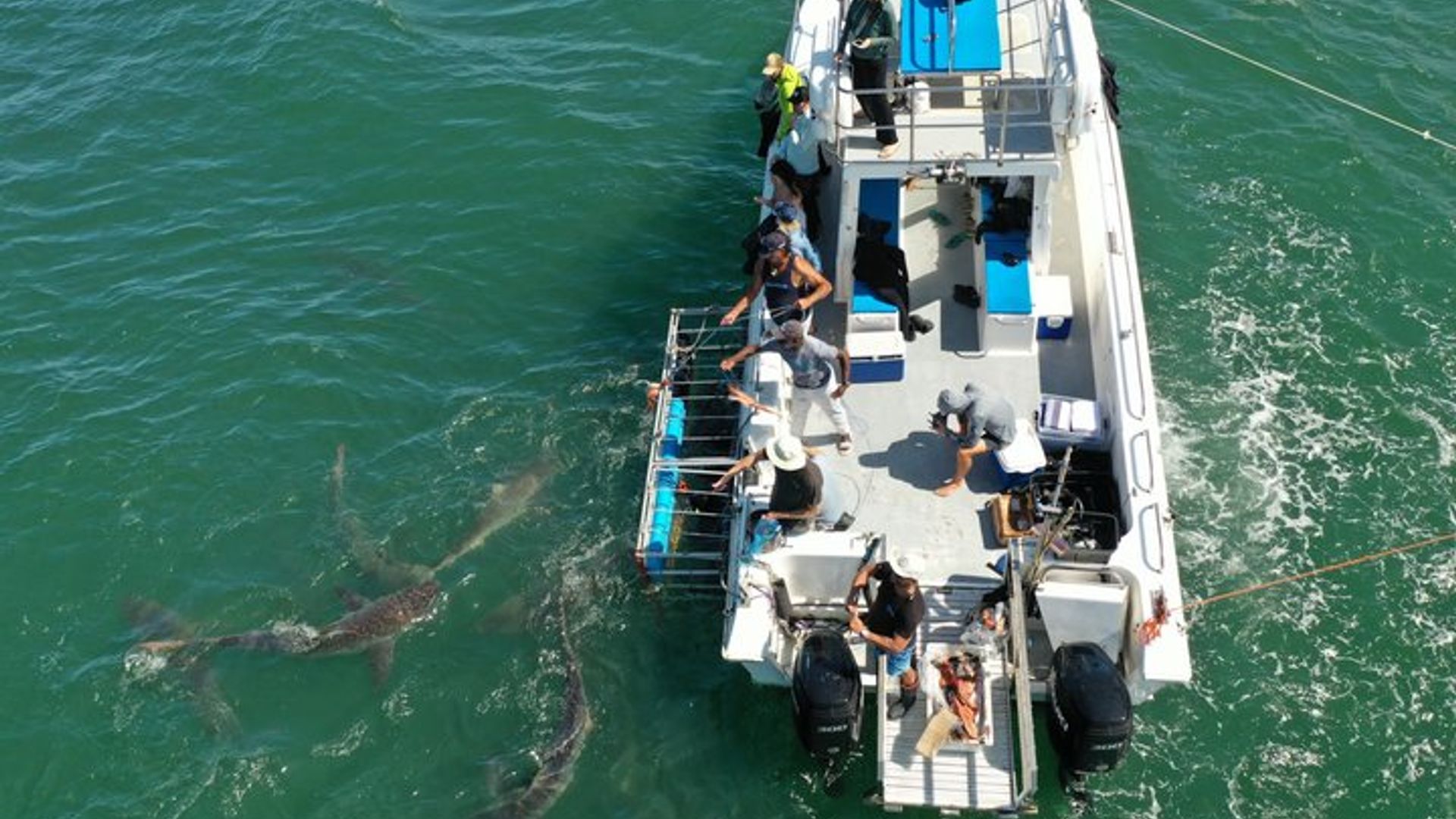 False Bay Shark Cage Diving Tour