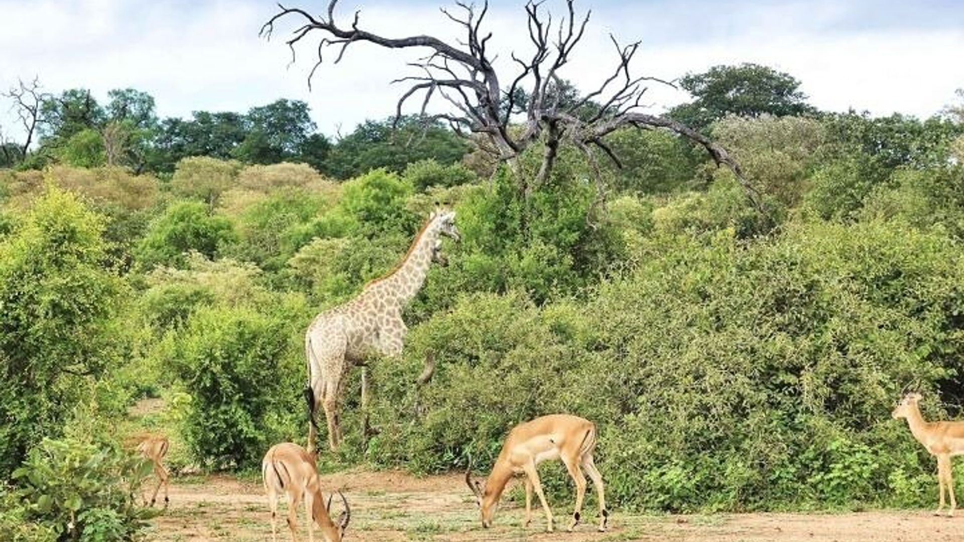 Am or Pm Game Drive