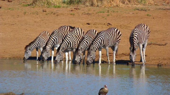 Pilanesberg Game Reserve 6 Hour Sunrise Safari from Johannesburg or Pretoria