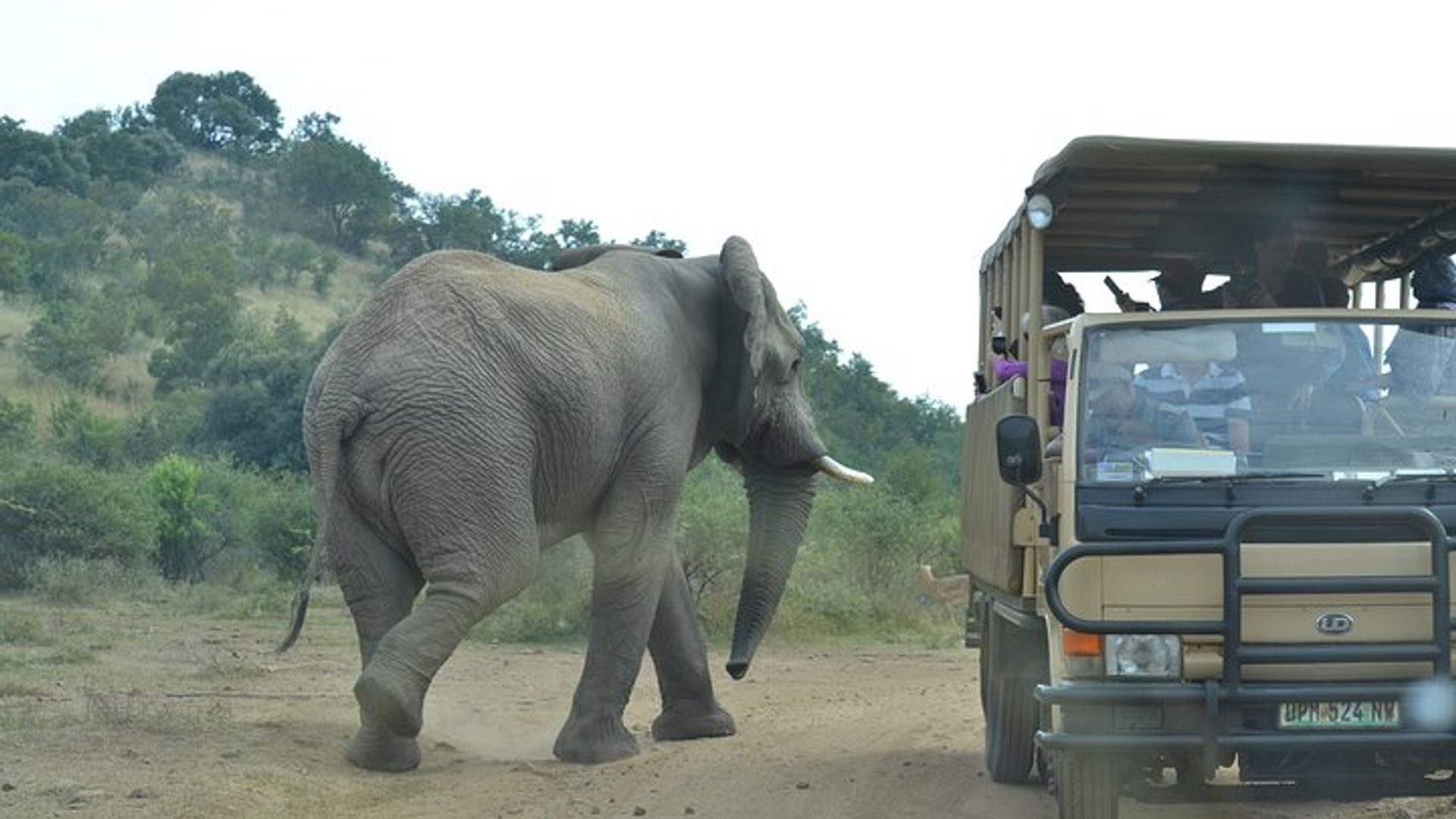 Parike yigihugu ya Pilanesberg Umunsi wumunsi wa Safari Urugendo
