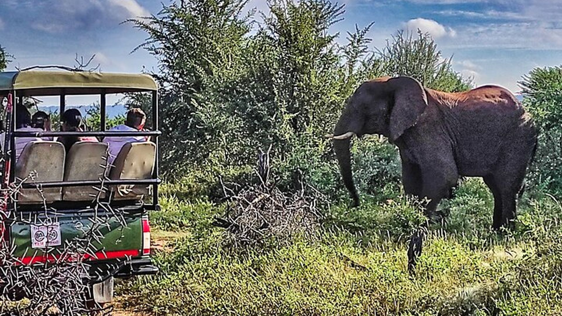 Private Game Drive in National Park with High Tea