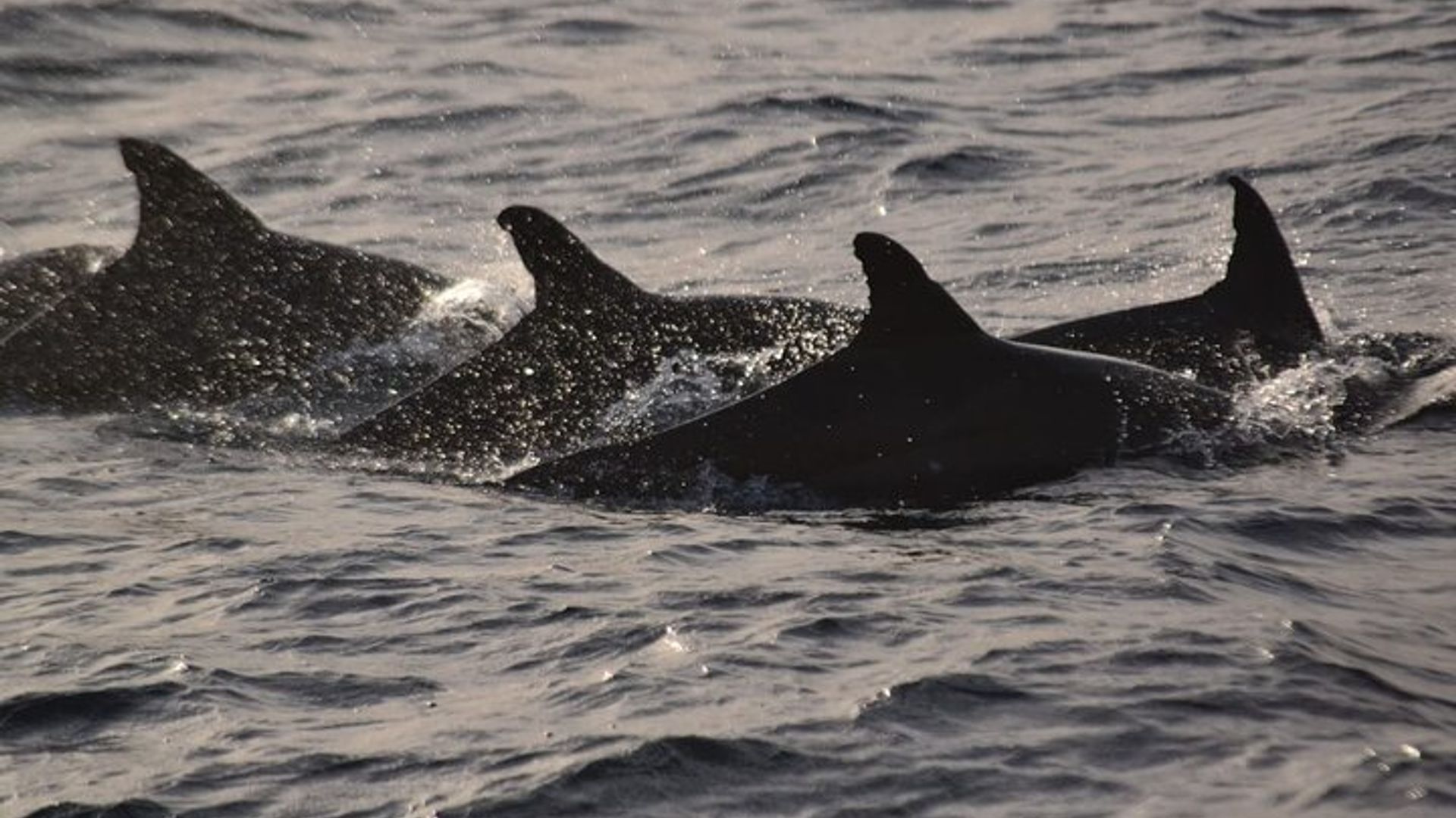 Excursion d'une journée complète sur l'île de Sal à Santa Maria