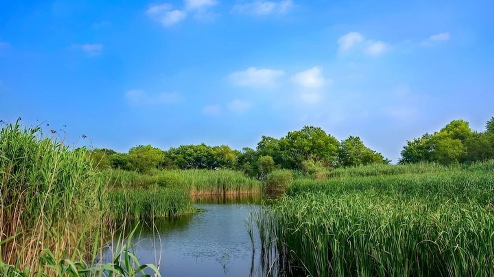 Tour Vitoria verde A walk through the wetlands of Salburua