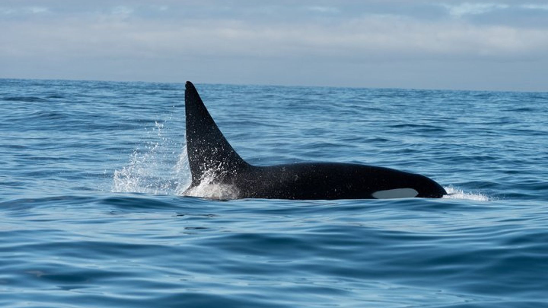 Walbeobachtung in Monterey Bay, halbprivat, begrenzt auf maximal 6 Personen