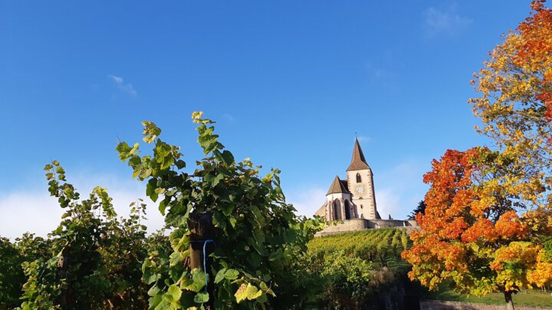 Alsace Wine Route Tour with Tasting Session from Colmar