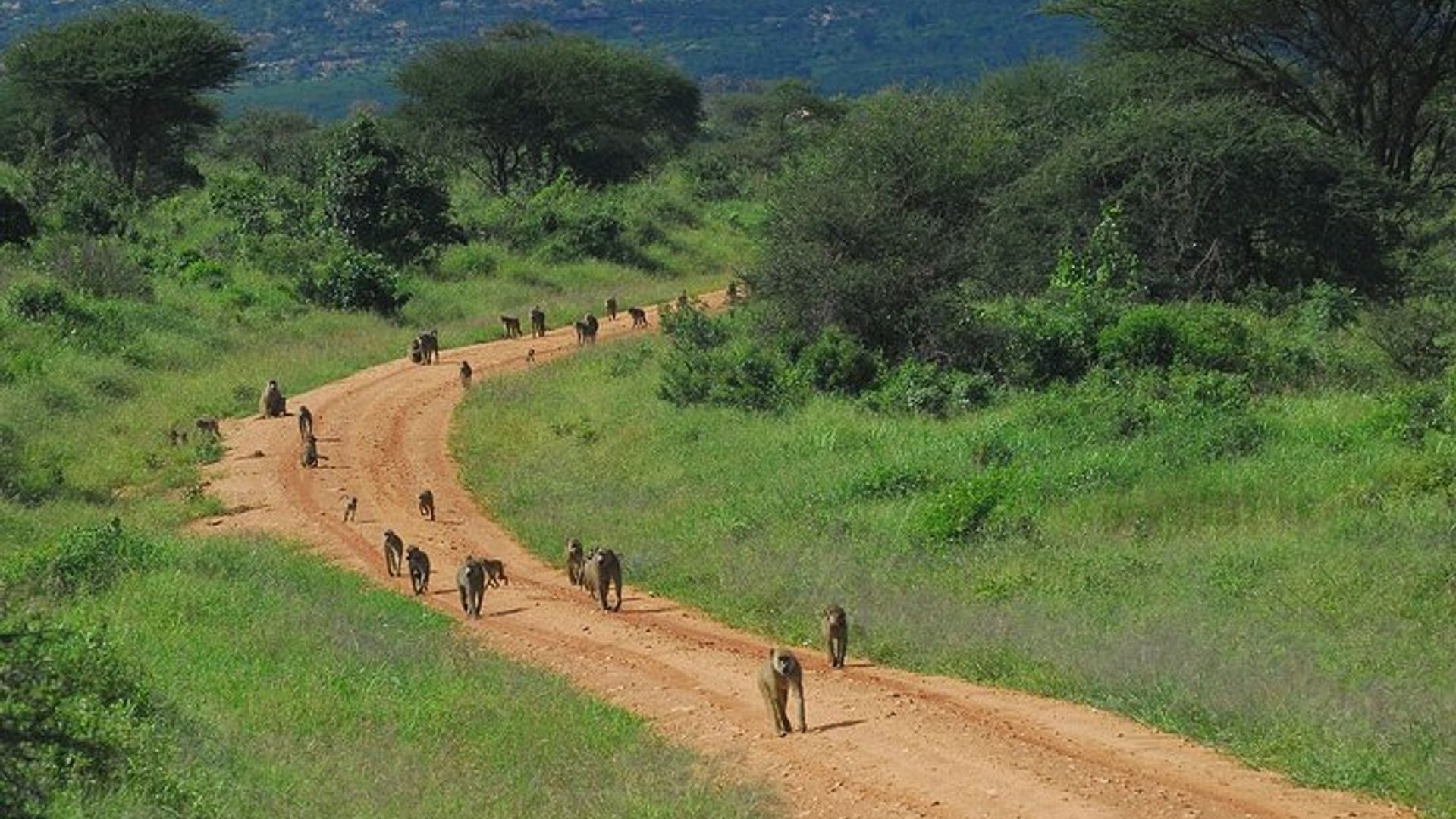 ส่วนตัว 3 วัน Tsavo East Safari จากมอมบาซา