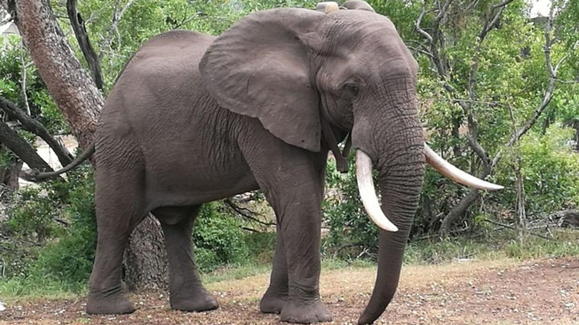 Game drives Zambezi National Park