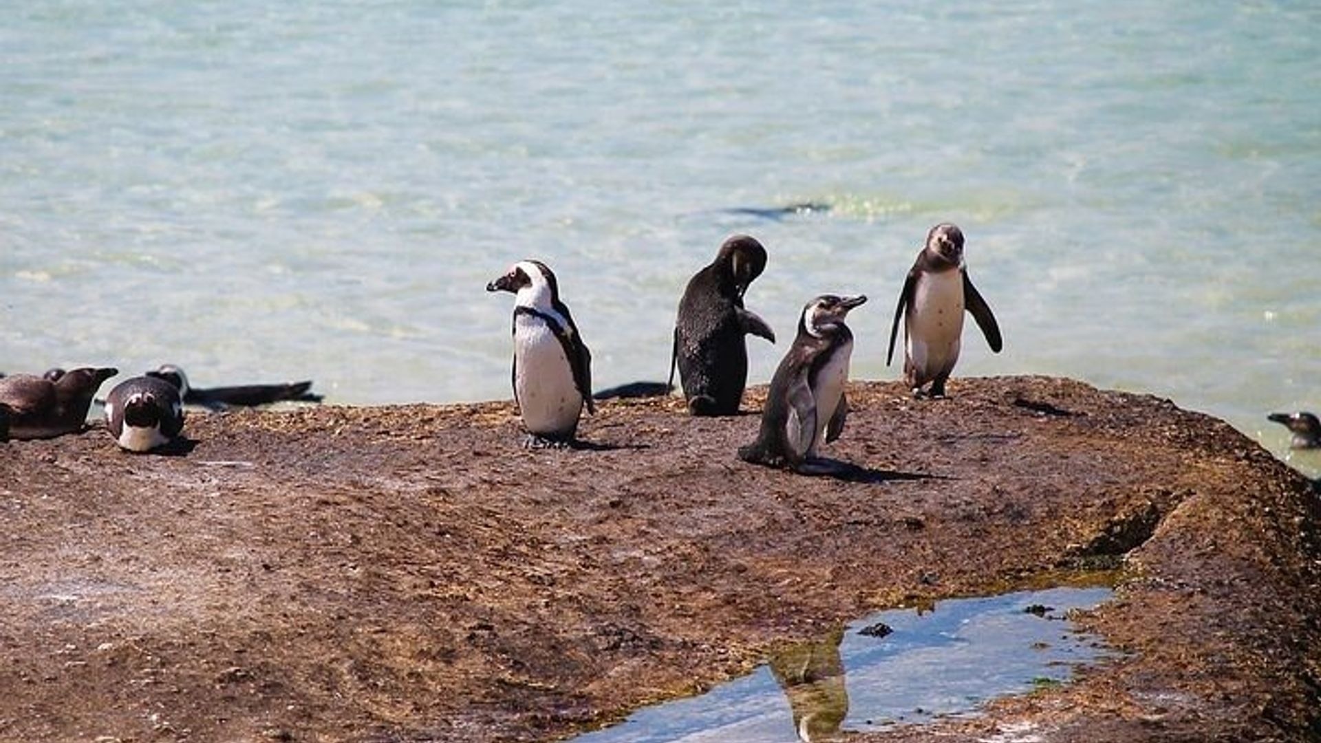 Visite d'une demi-journée à la rencontre des pingouins de Boulders Beach