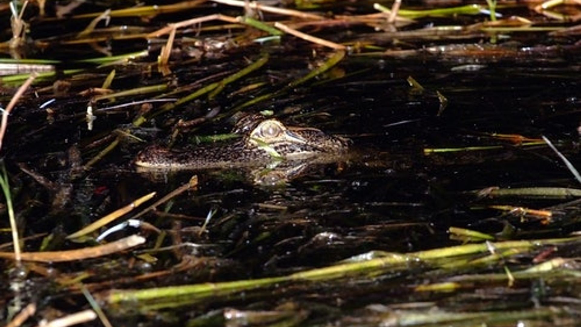 Kissimmee : 1 heure d'excursion en canot pneumatique à Boggy Creek (nuit des Everglades)