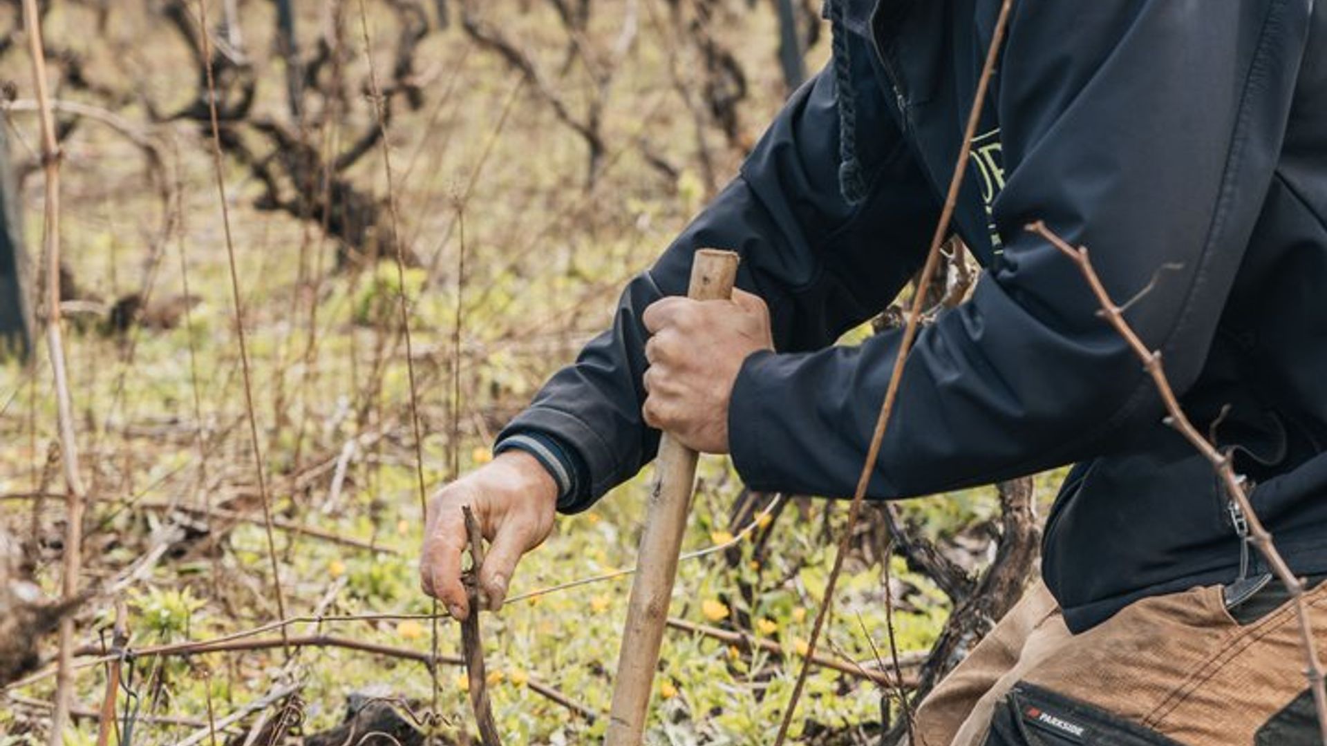 Workshop Poda & Enxertia by Quinta de Recião