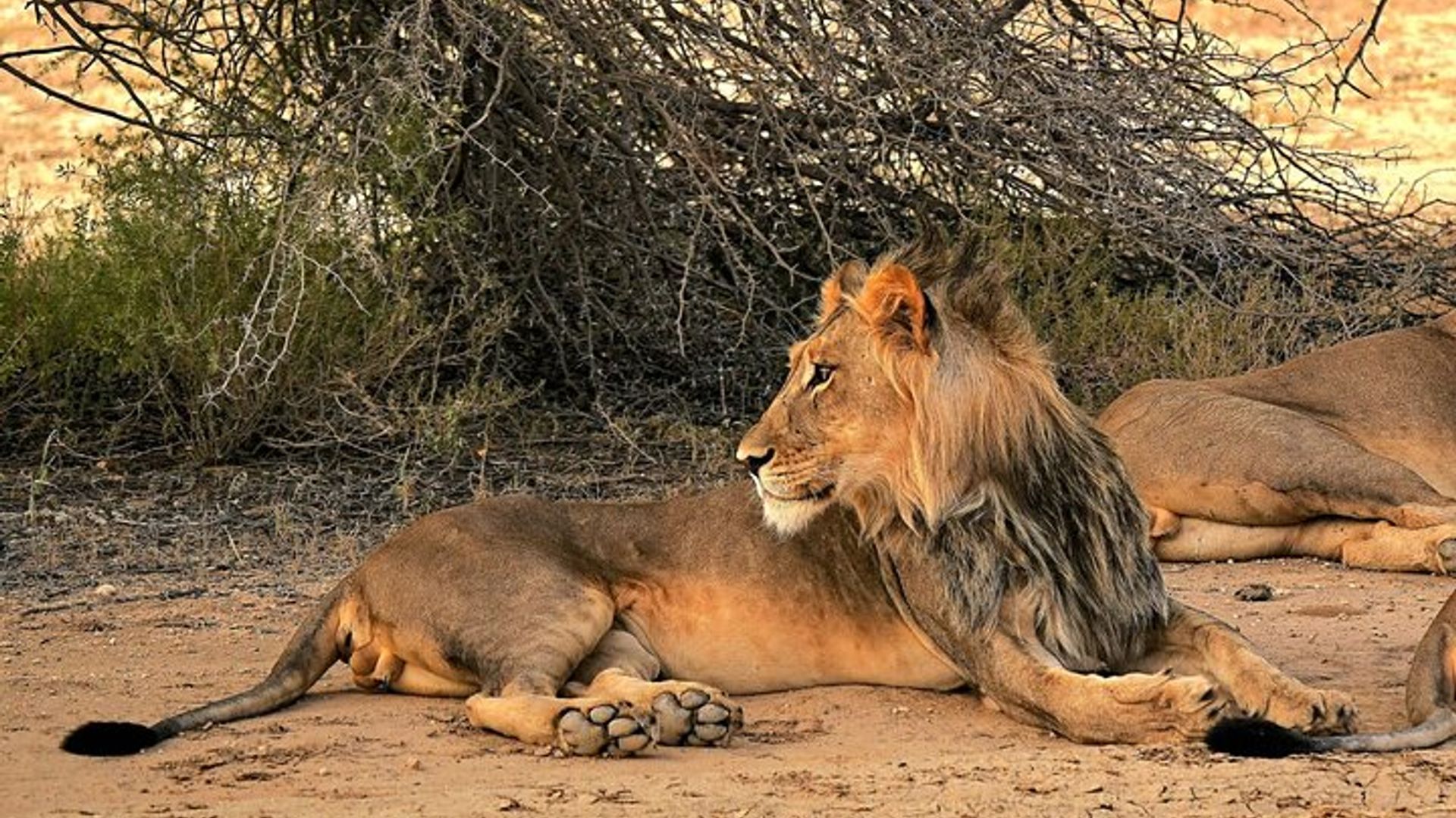 Umwihariko Zambezi / Chamabondo 4x4 Safaris * GB-F-D-ES