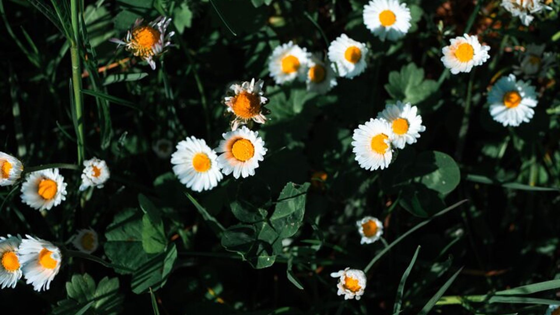 Private, immersive Tour durch den Walnusshain mit Verkostung