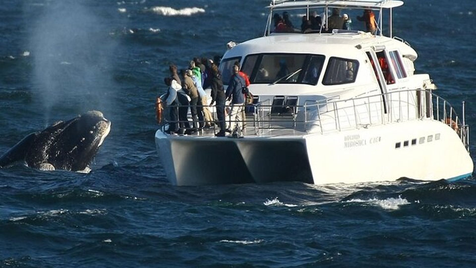 Experiencia de avistamiento de ballenas en grupos pequeños y cata de vinos de día completo