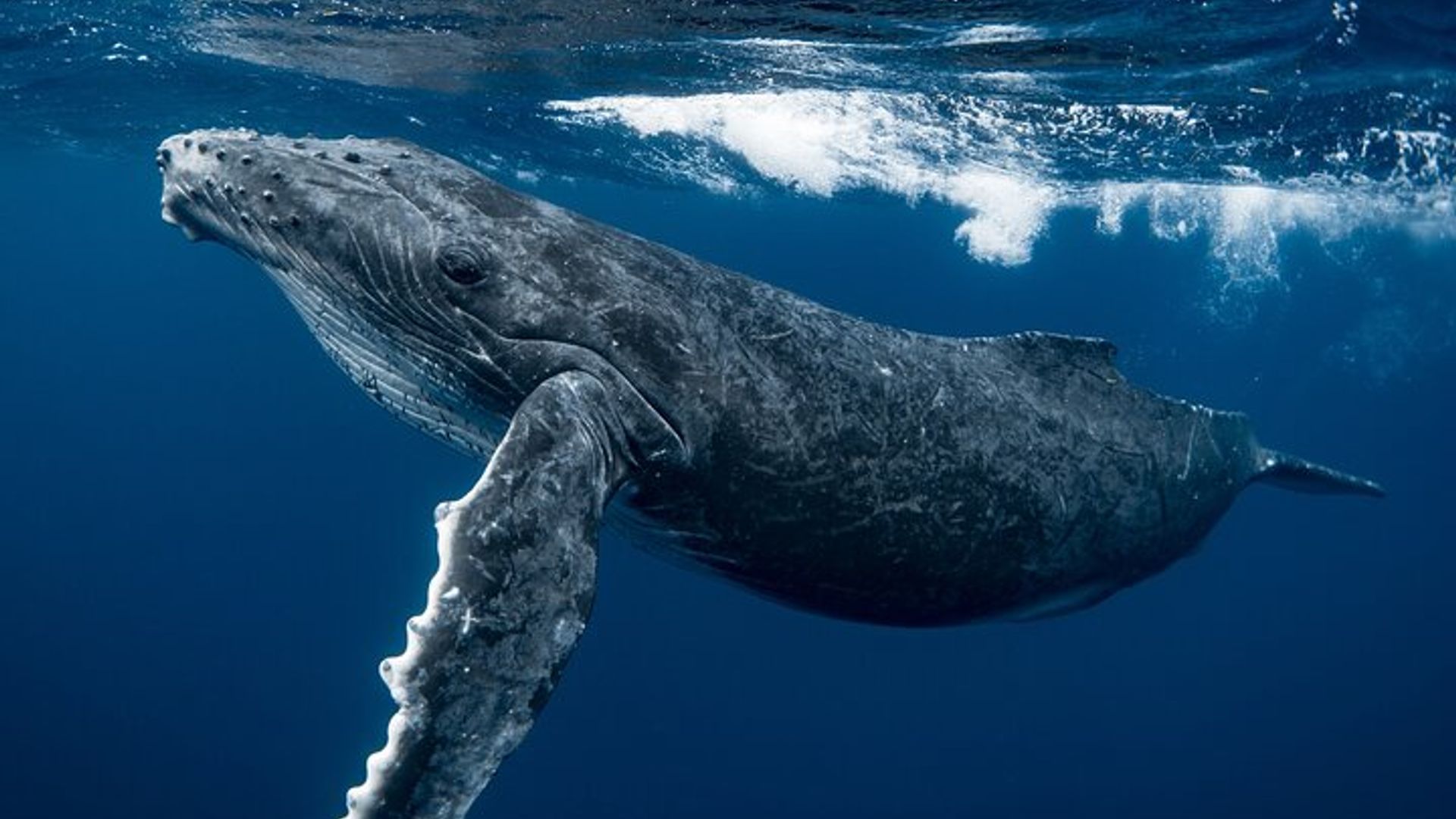 Hermanus Whale Watching Boat Trip