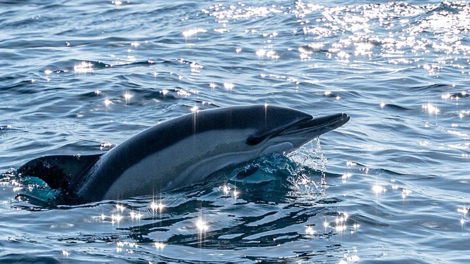 Pays Basque : Excursion en bateau de cétacés en petit groupe
