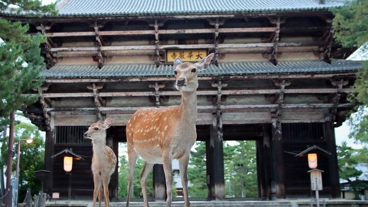 Nara Park Half-Day Bus Tour With English-Speaking Guide