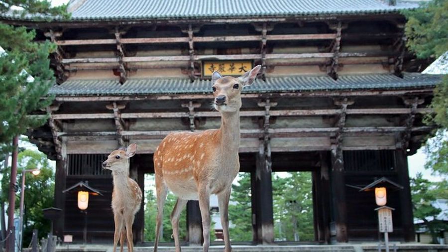 Nara Park Half-Day Bus Tour With English-Speaking Guide