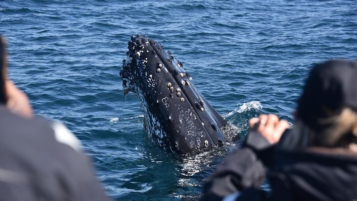 Sydney Whale-Watching Experience by Speed Boat