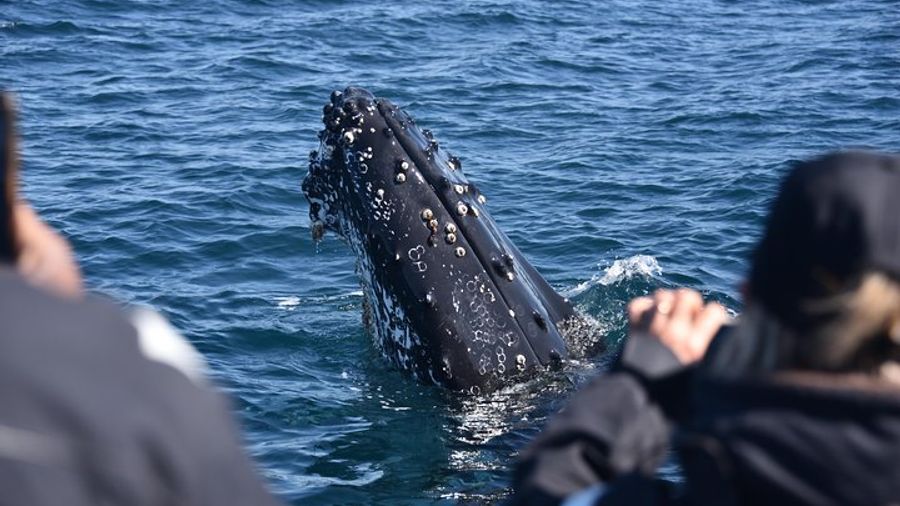 Sydney Whale-Watching Experience by Speed Boat