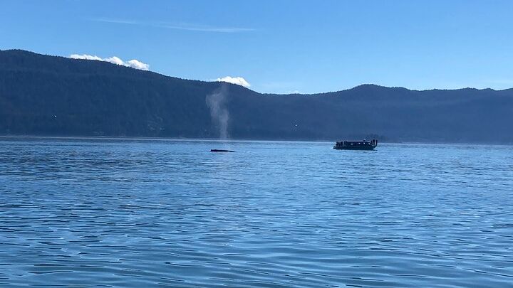 Mendenhall Glacier Waterfall and Whale Watching Tour