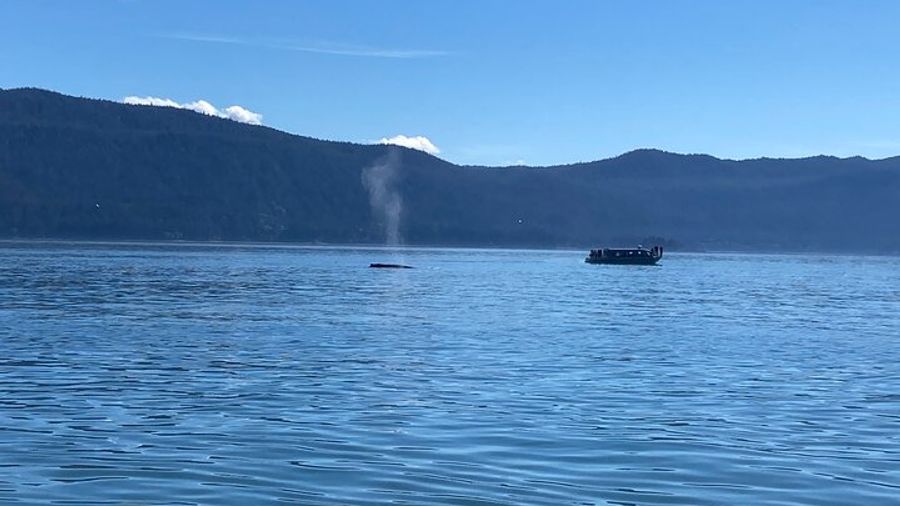 Mendenhall Glacier Waterfall and Whale Watching Tour
