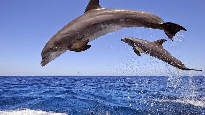 Side to Dolphin Island Snorkel and Lunch Full-Day Boat Cruise