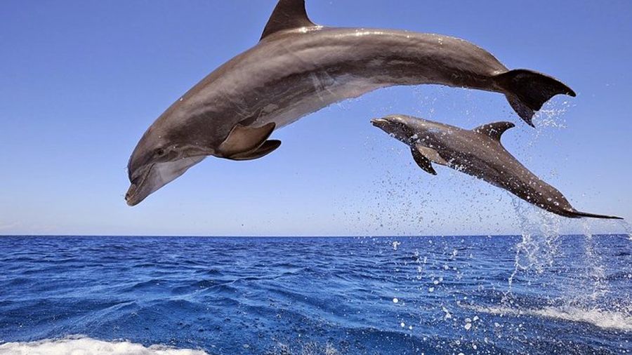 Side to Dolphin Island Snorkel and Lunch Full-Day Boat Cruise