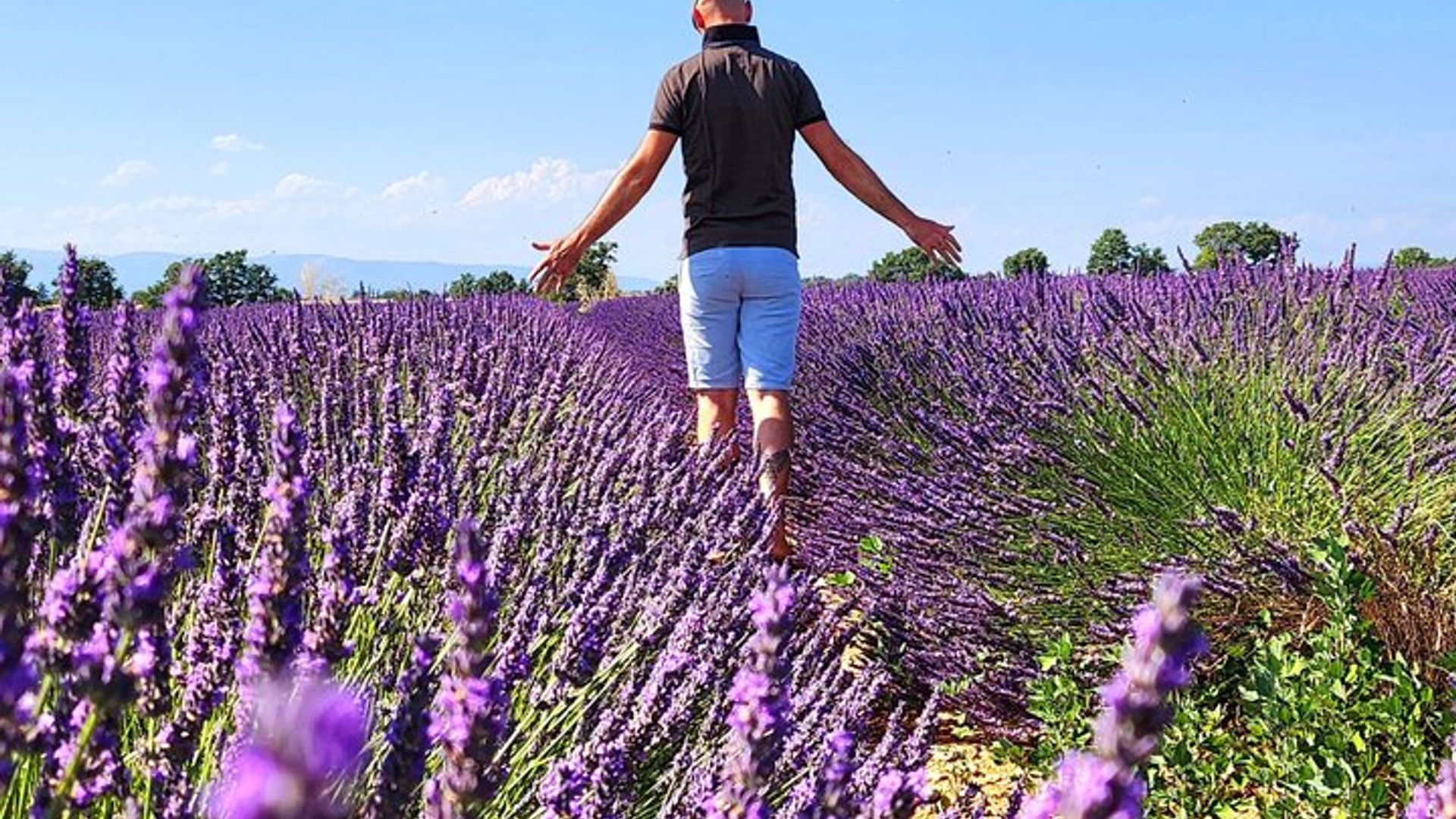 Cañón de campos de verdon y lavanda