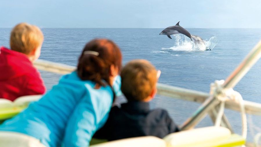 Mallorca: Alcudia Sunrise Dolphin-Watching Boat Trip