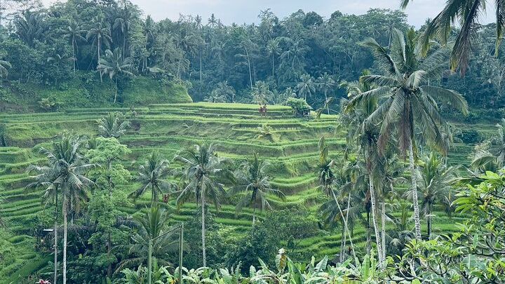 Ubud Private Tour : Waterfall, Temple, Rice terrace and Swing