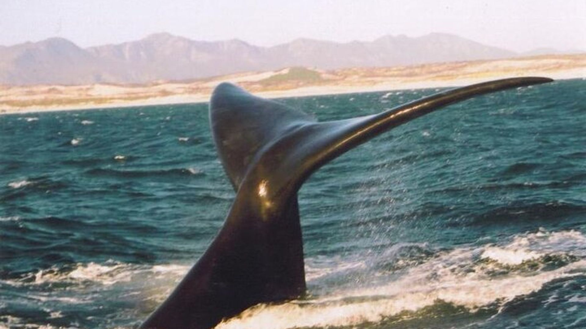 Cape Town: Whale-Watching Experience