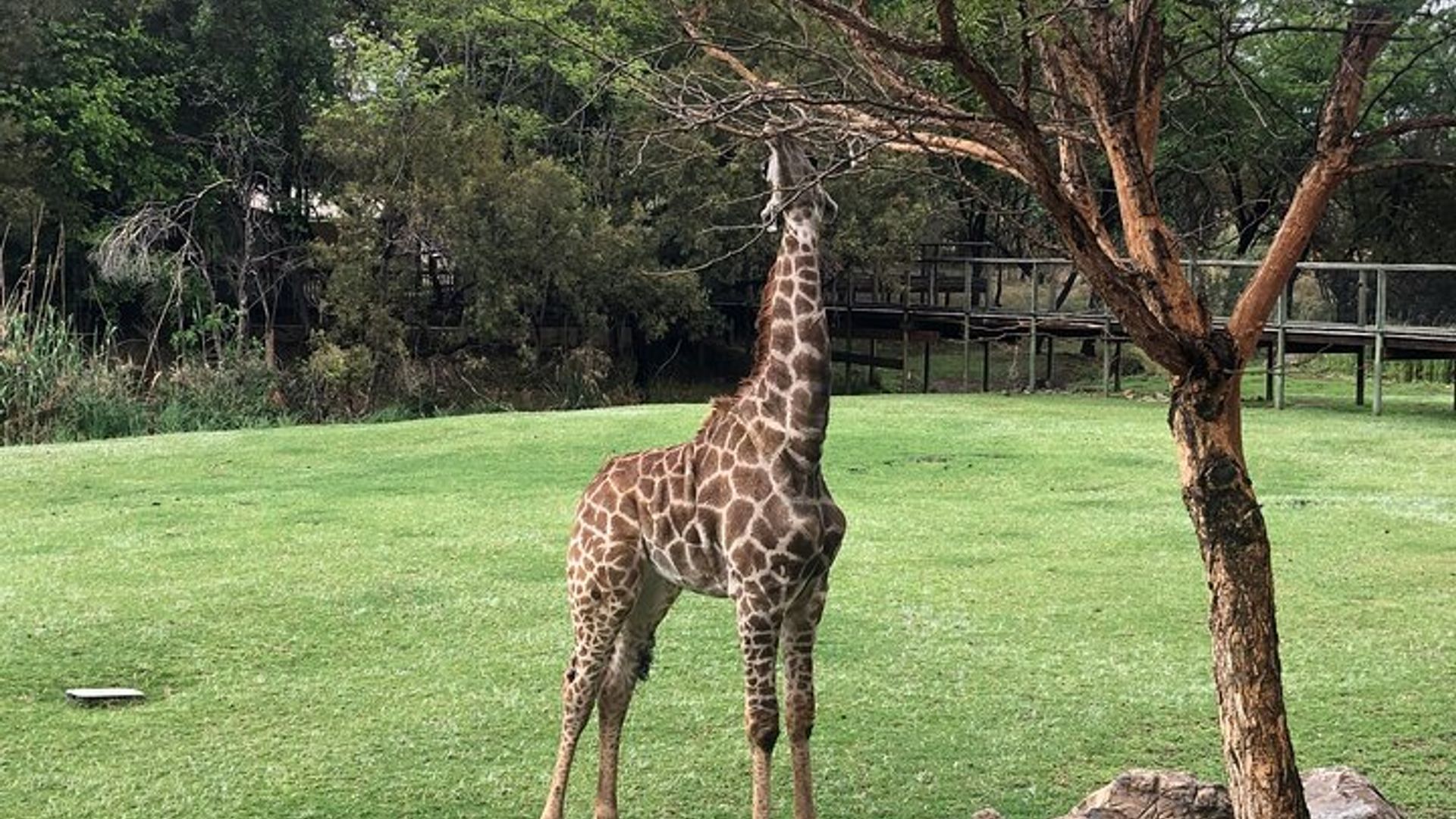 Ntare itazibagirana Intare Safari Adventure kuva Johannesburg