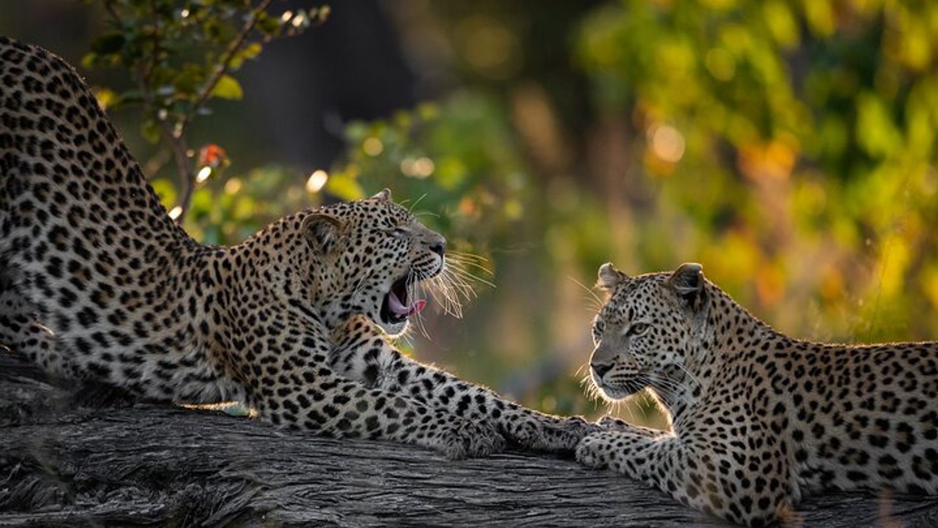 5 Day Explore Zimbabwe Zambia and Namibian Island Luxury Safari