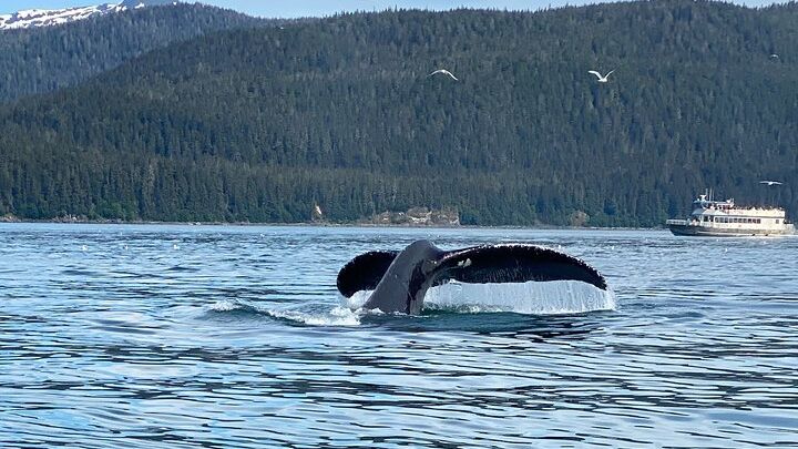 Mendenhall Glacier and Whale Watching Tour