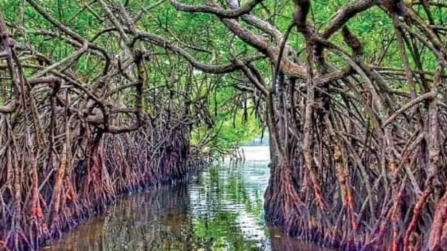 5 DAYS BUDGET TOUR package in Sri Lanka