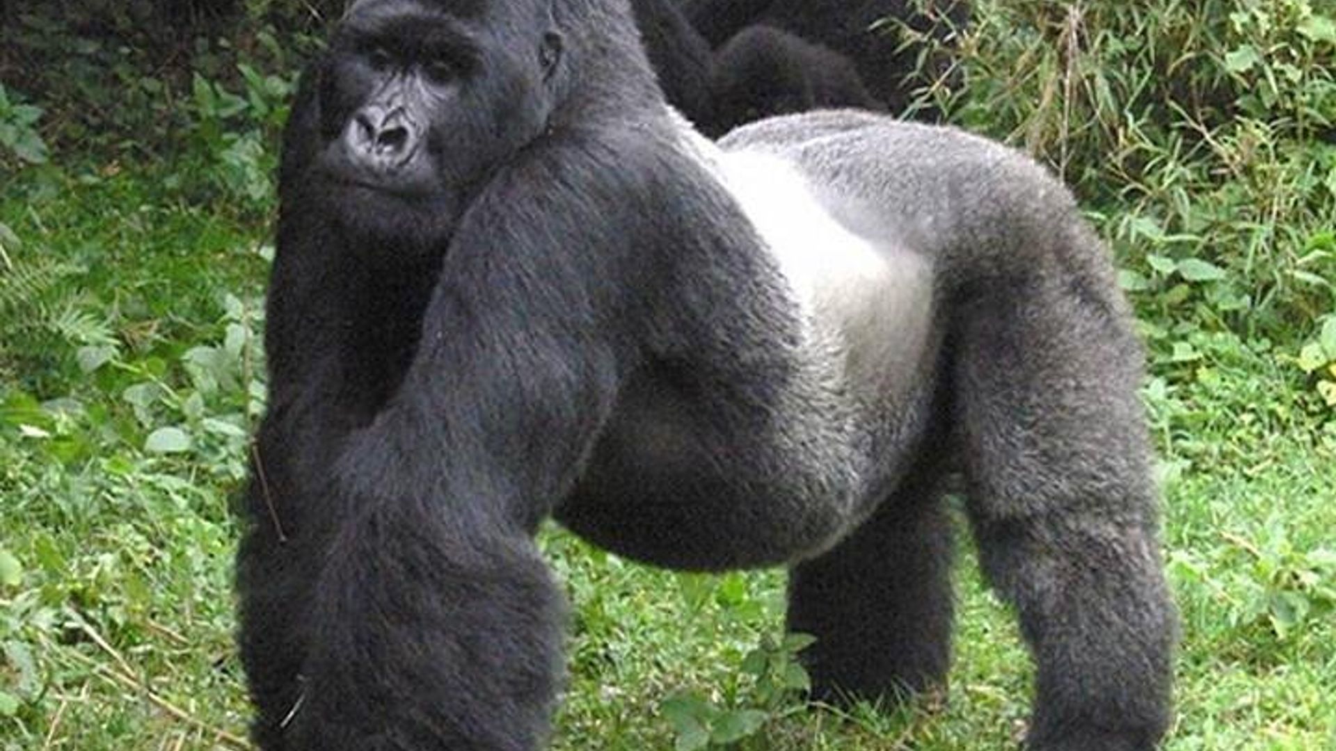 3 days Gorilla Trekking in Bwindi Inpenetrable national Park