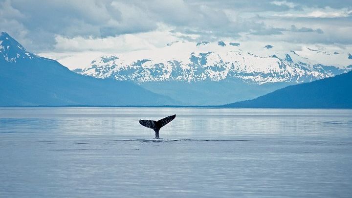 Juneau Wildlife Whale Watching